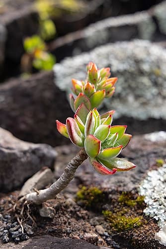 Aldeia da Cuada, Azores, Portugal. Succulent plant on Flores Island. Art Print